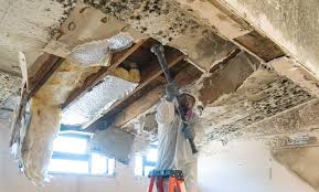 Best Mold Damage Restoration  in Cvallis, OR